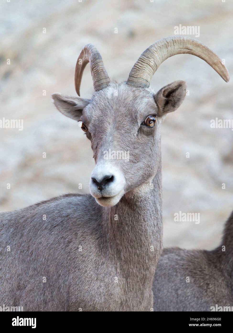 Zion National Park, Utah, USA. Porträt eines weiblichen Dickhornschafs aus der Wüste, Ovis canadensis nelsoni, im Bereich der Weißen Klippen des Parks. Stockfoto
