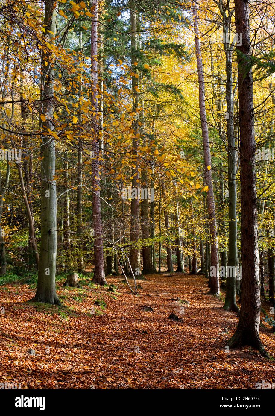 Gore Glen Woodland Park im Herbst, Midlothian, Schottland Stockfoto