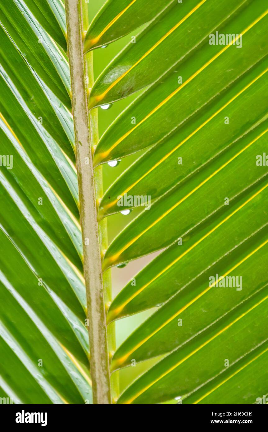 Vertikaler Bildschirm Wassertropfen auf tropischem Palmenblatt, hellgrünes Blatt, Naturhintergrund Stockfoto