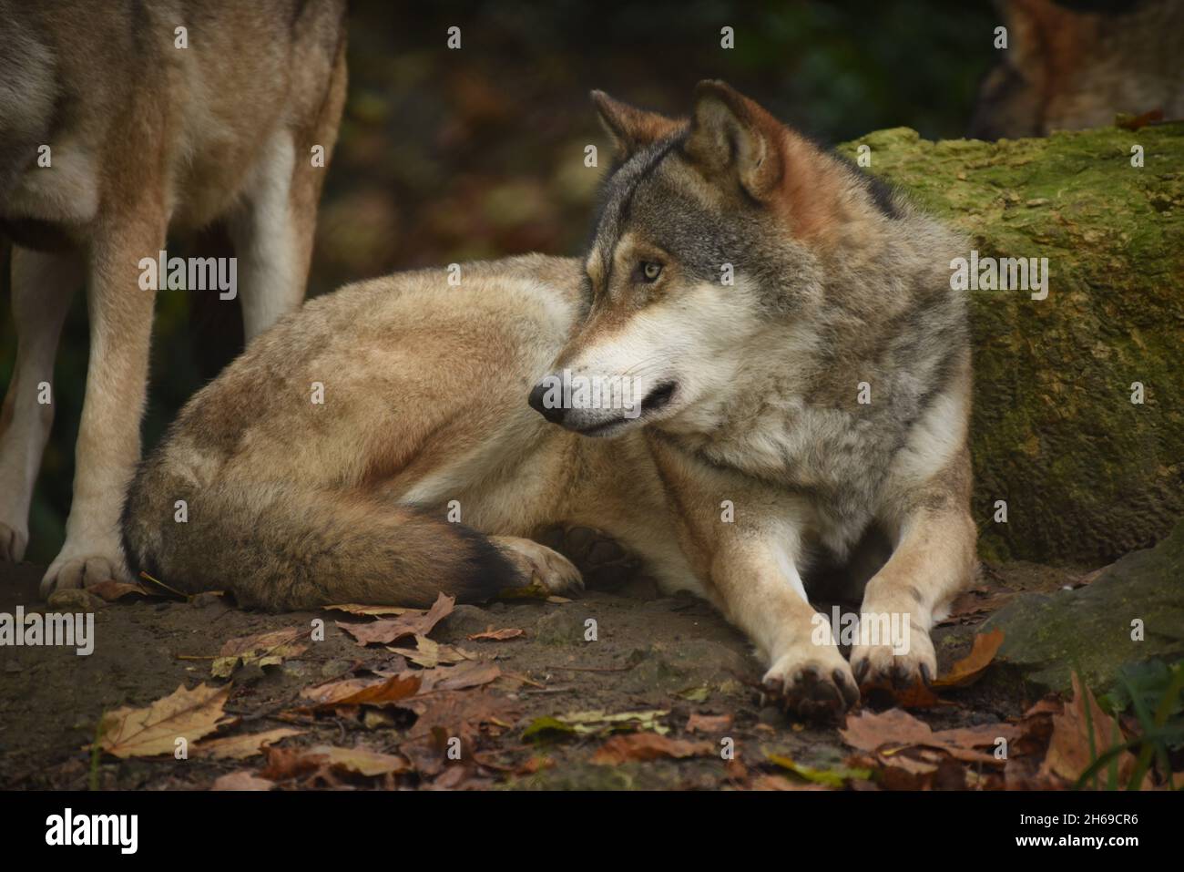 Wolf, Wölfe, Wolf packen, Wölfe beobachten Stockfoto