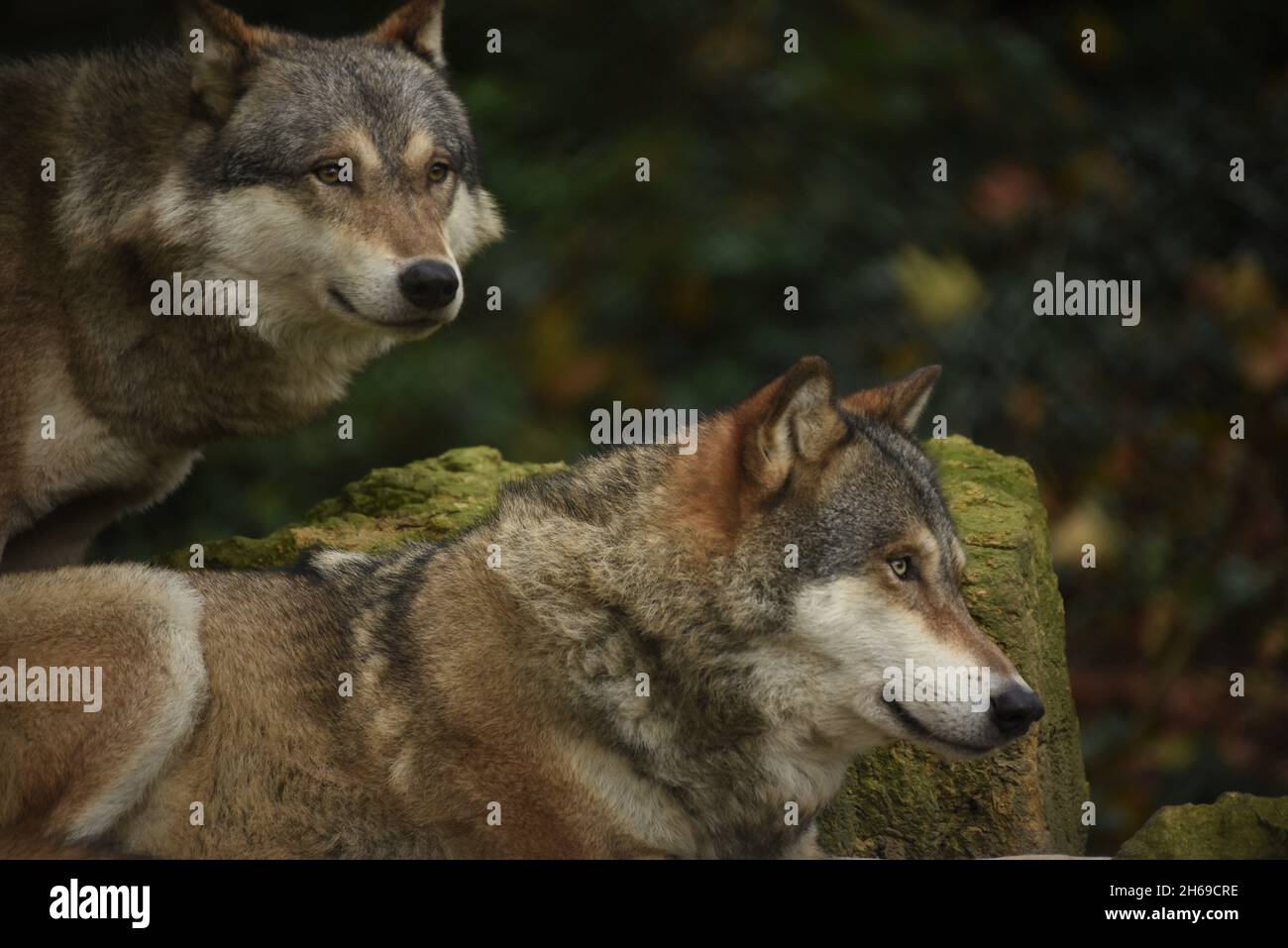 Wolf, Wölfe, Wolf packen, Wölfe beobachten Stockfoto