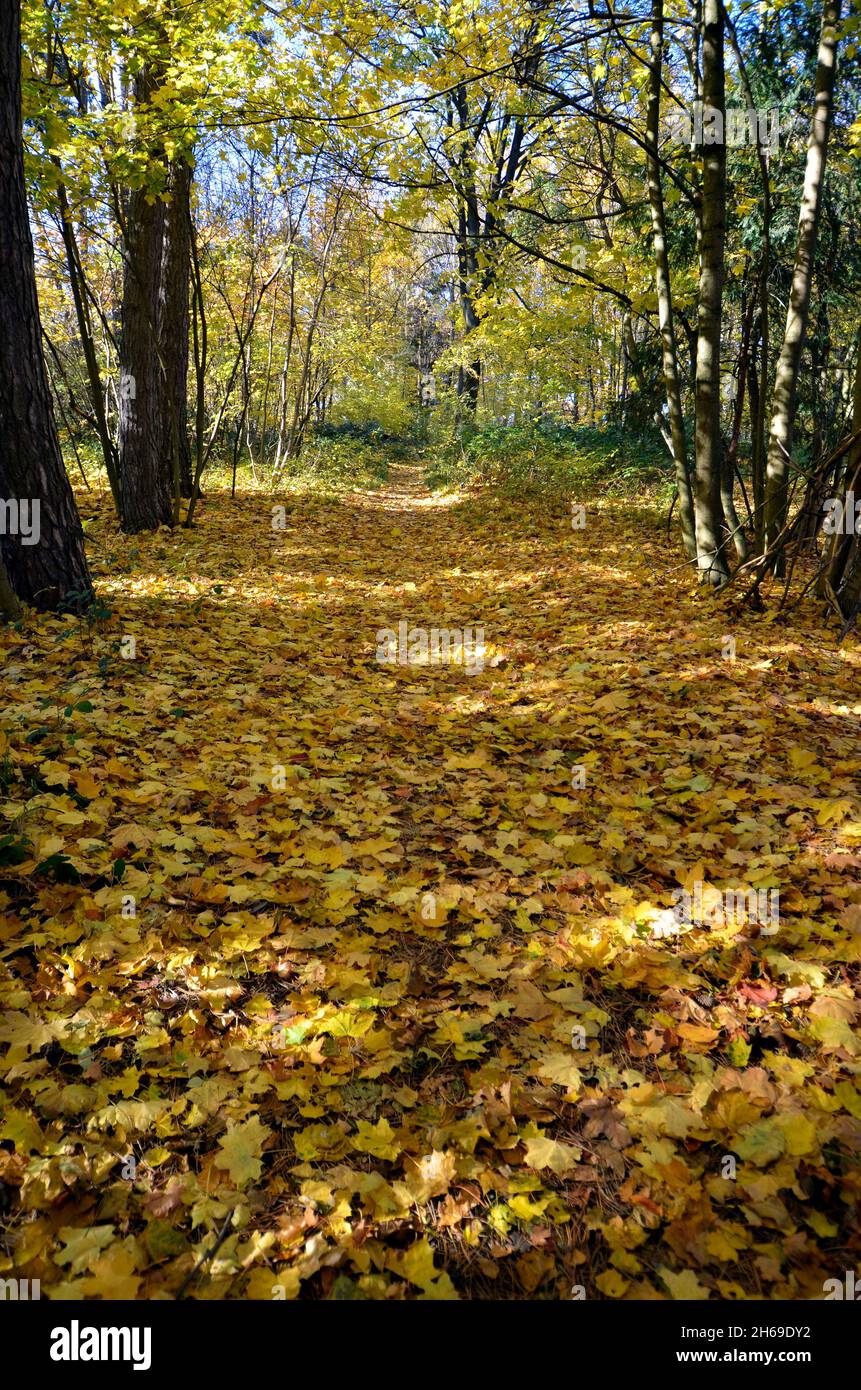 Österreich, Weg durch verfärbten Laubwald im Herbst in einem Teil des Wienerwaldes Wien Stockfoto