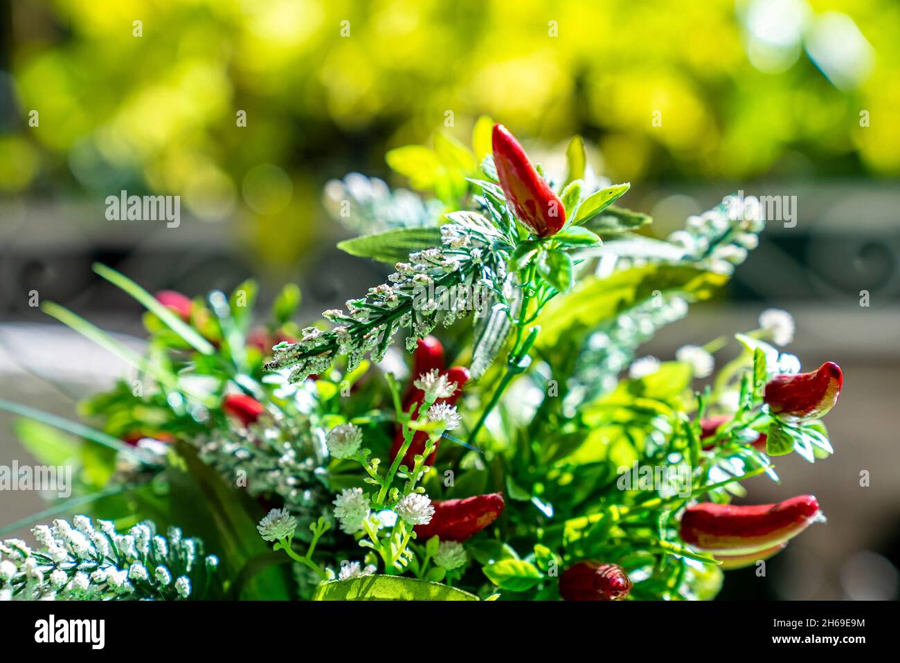 Nahaufnahme der roten Chilischote mit Blumen und Stiel Stockfoto