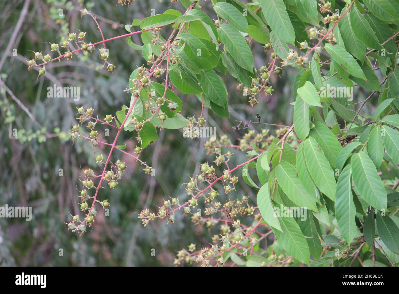 Samen von lila, rosa Blüten sind in Indien als Alleebäume häufig. Auch bekannt als Lagerstroemia Pink, Flos-reginae, Queen of Flowers, Rose of India Stockfoto