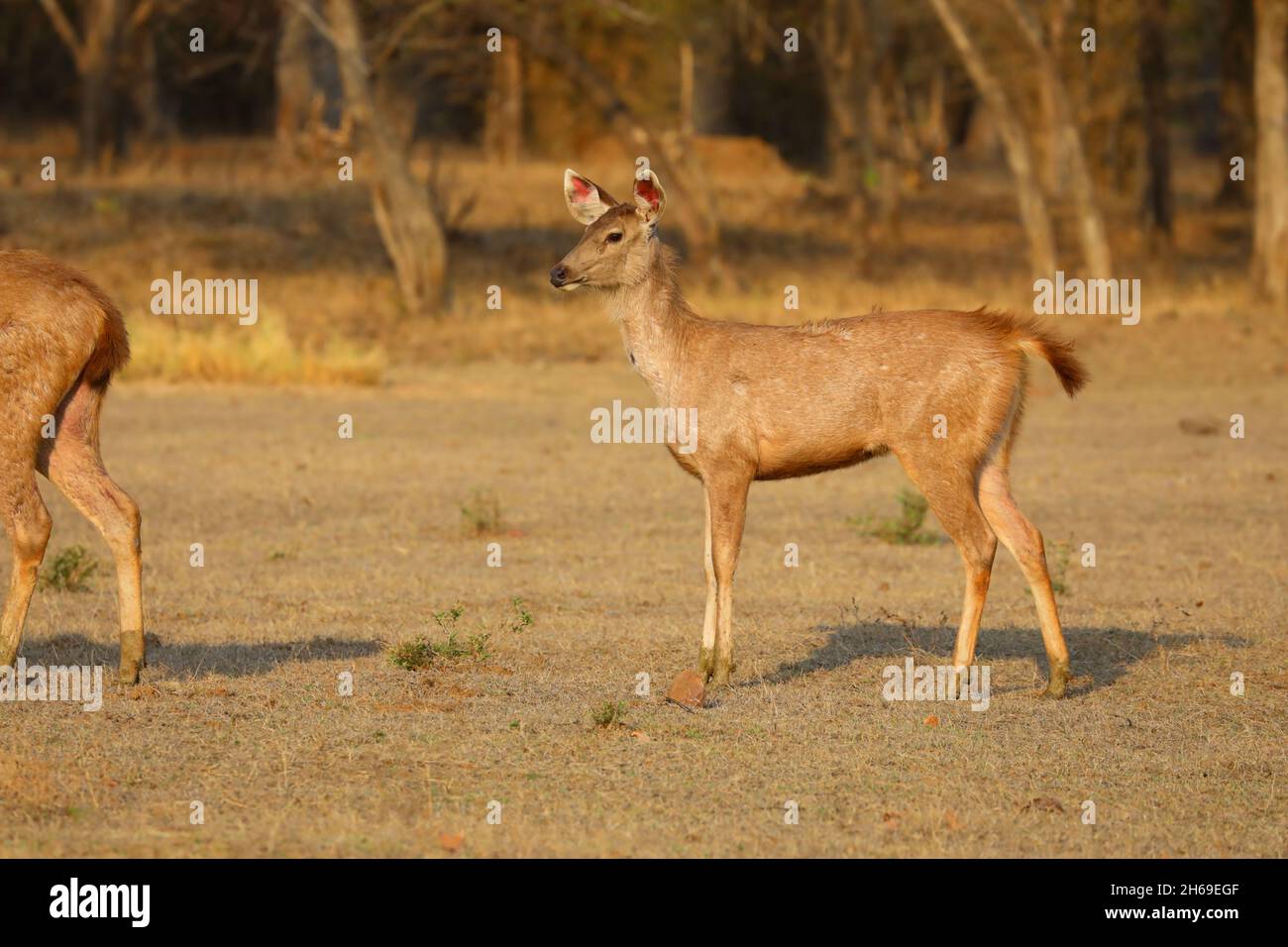 Ein Sambar-Hirsch (Rusa unicolor) in Tadoba-Andhari Tiger Reserve, Maharashtra, Indien Stockfoto