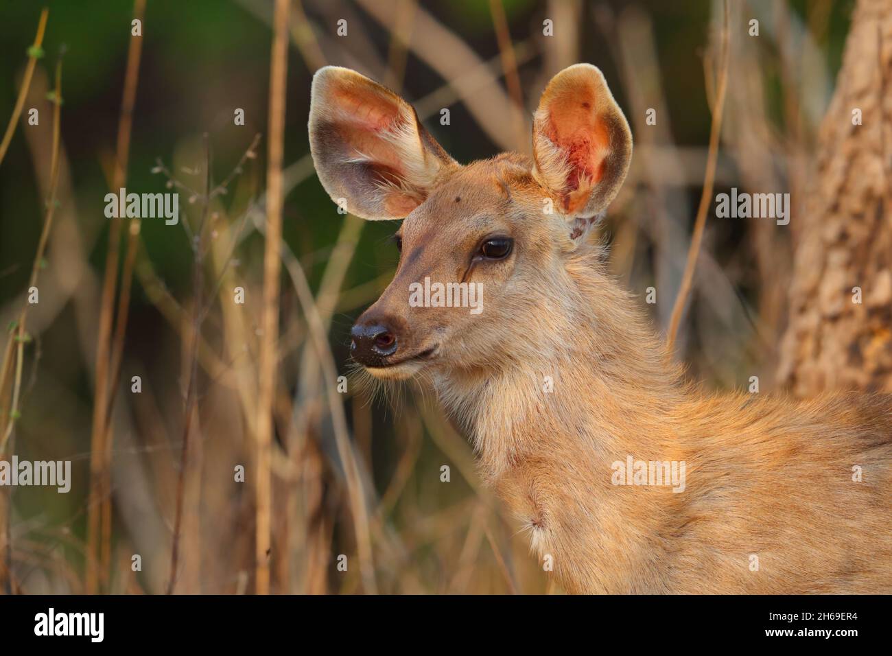 Ein Sambar-Hirsch (Rusa unicolor) in Tadoba-Andhari Tiger Reserve, Maharashtra, Indien Stockfoto