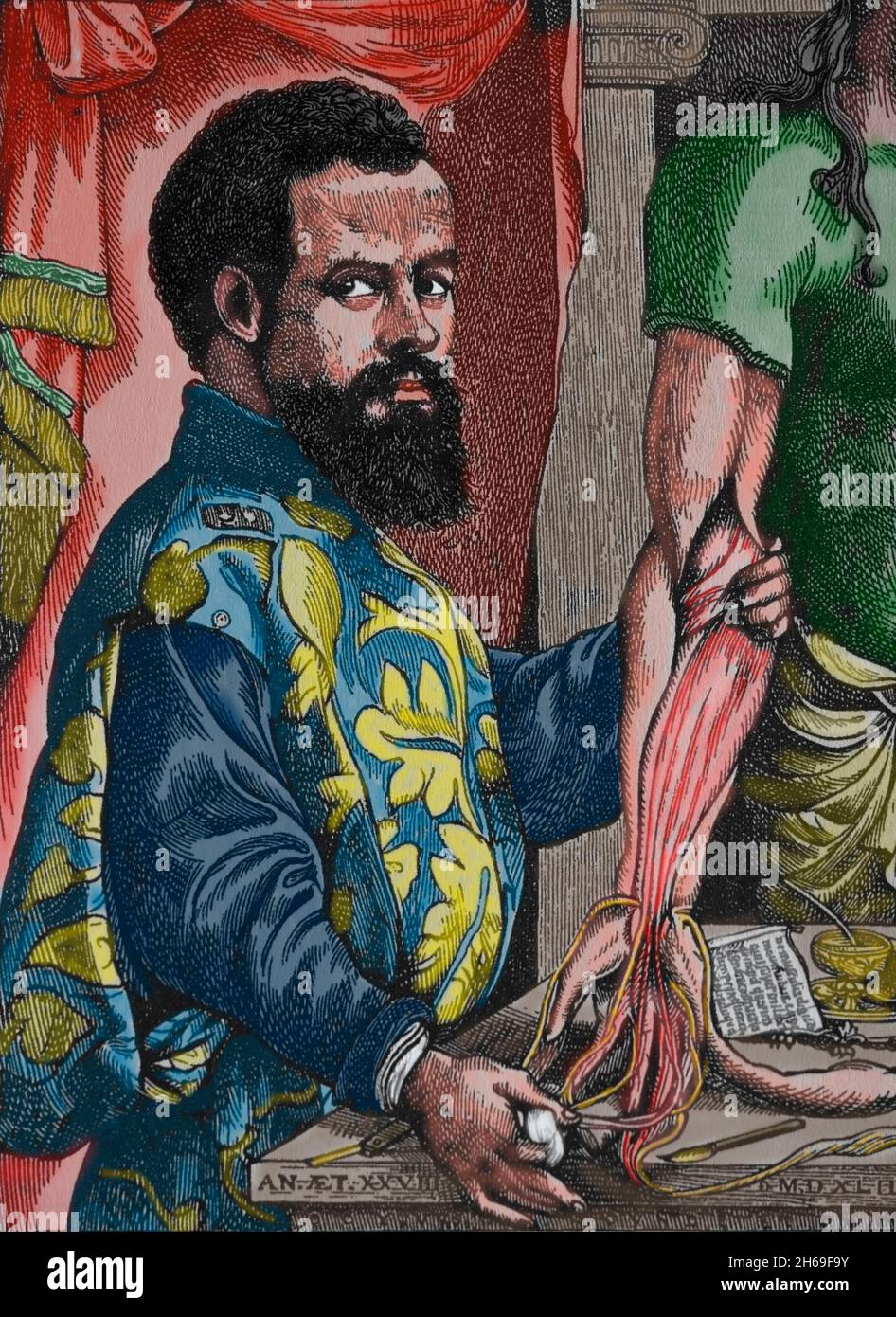 Andreas Vesalius (1514-1564). Belgischer Anatom. Holzschnitt aus 'De Humani Corporis Fabrica', Basel, 1543. Stockfoto