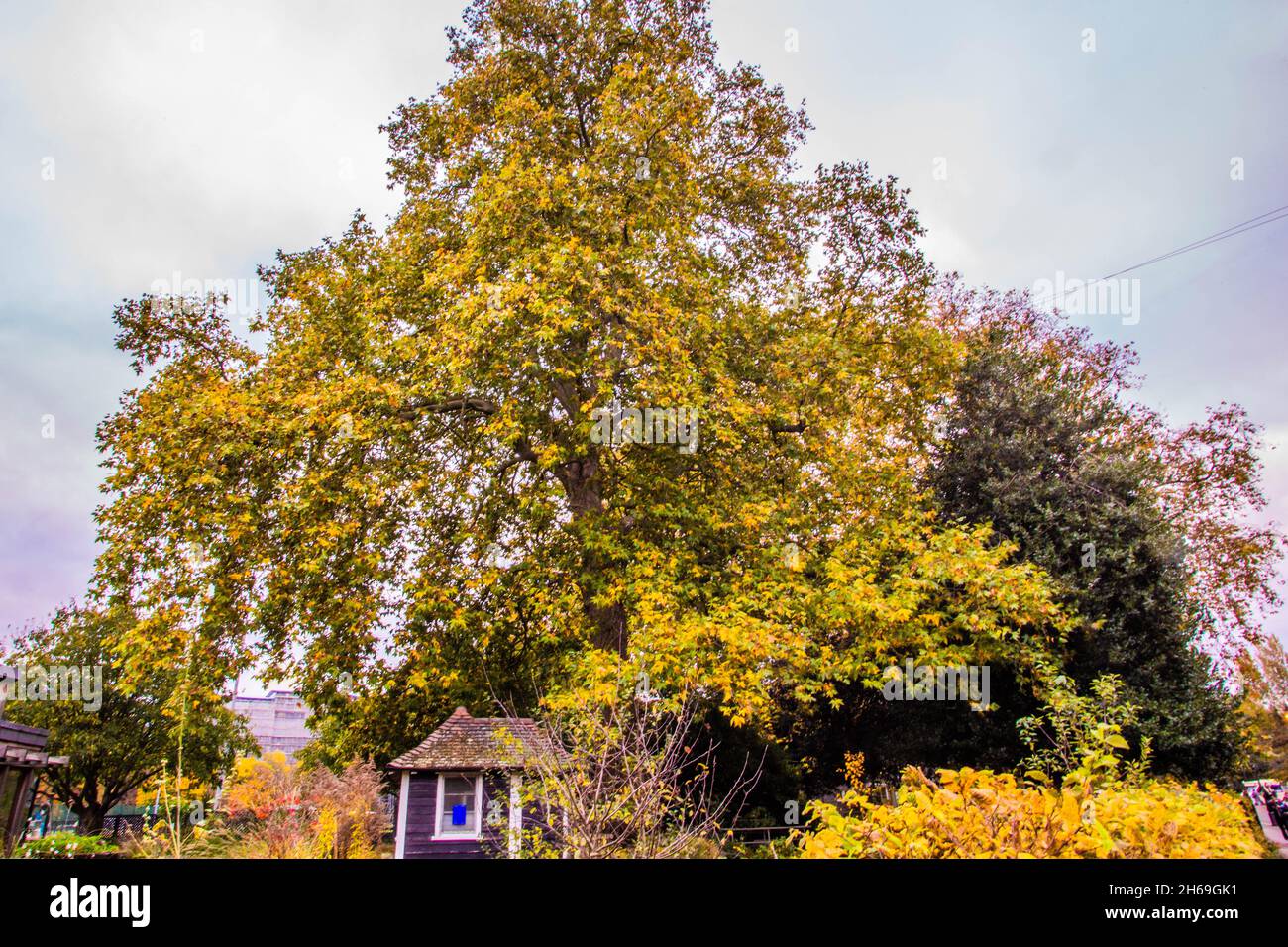 13. November 2021, London, England, Großbritannien: Battersea Park, London, Großbritannien, 13. November 2021. Battersea Park ist ein bekanntes Herbstziel in London. Abgesehen von der üblichen Auswahl an britischen Bäumen, hat es eine Vielzahl von subtropischen und Wintergärten, die es besonders faszinierend machen. Die hybriden Erdbeerbäume stechen hervor und färben in dieser Saison alles rot. (Bild: © Sabrina Merolla/ZUMA Press Wire) Stockfoto