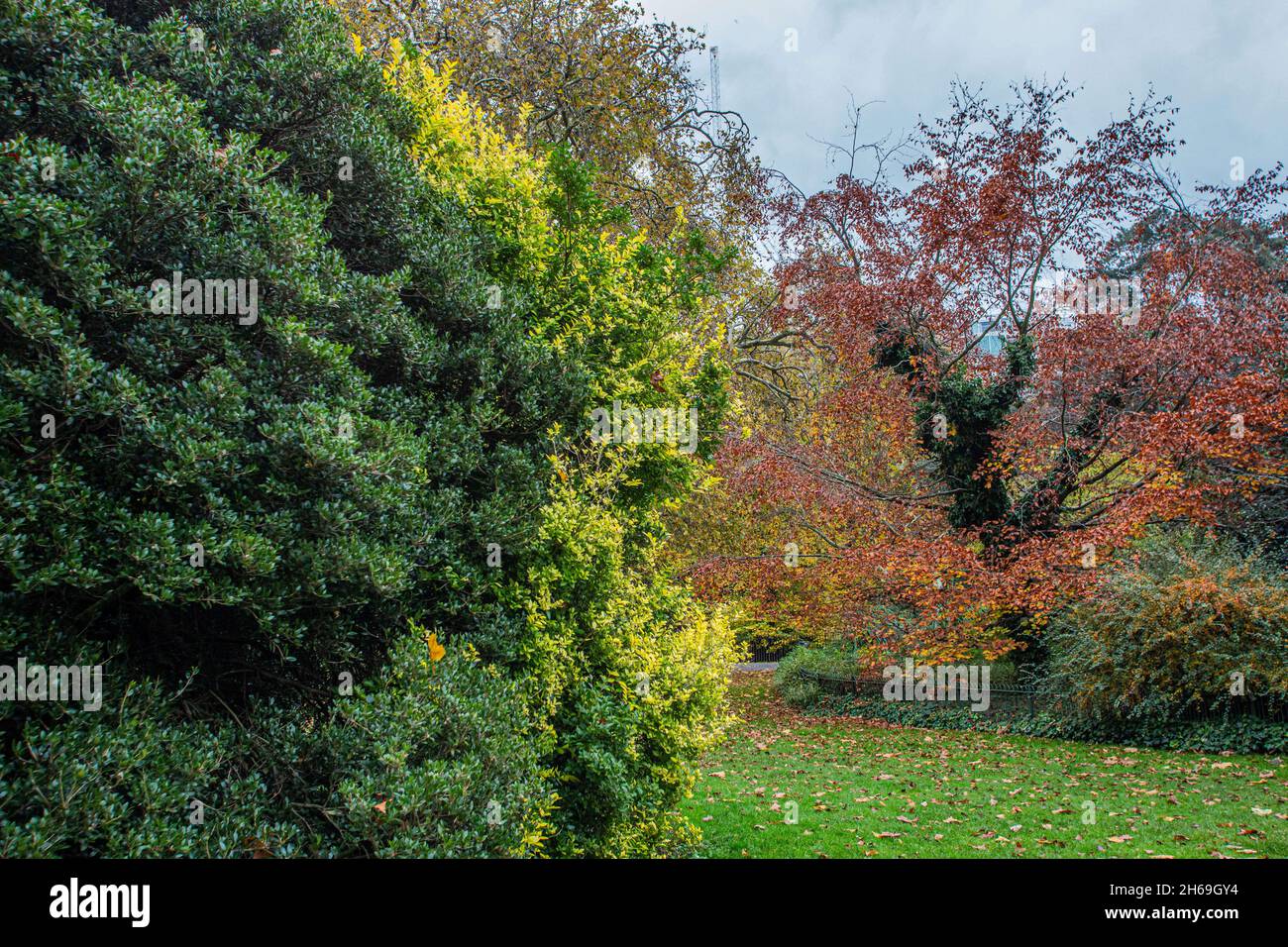 13. November 2021, London, England, Großbritannien: Battersea Park, London, Großbritannien, 13. November 2021. Battersea Park ist ein bekanntes Herbstziel in London. Abgesehen von der üblichen Auswahl an britischen Bäumen, hat es eine Vielzahl von subtropischen und Wintergärten, die es besonders faszinierend machen. Die hybriden Erdbeerbäume stechen hervor und färben in dieser Saison alles rot. (Bild: © Sabrina Merolla/ZUMA Press Wire) Stockfoto