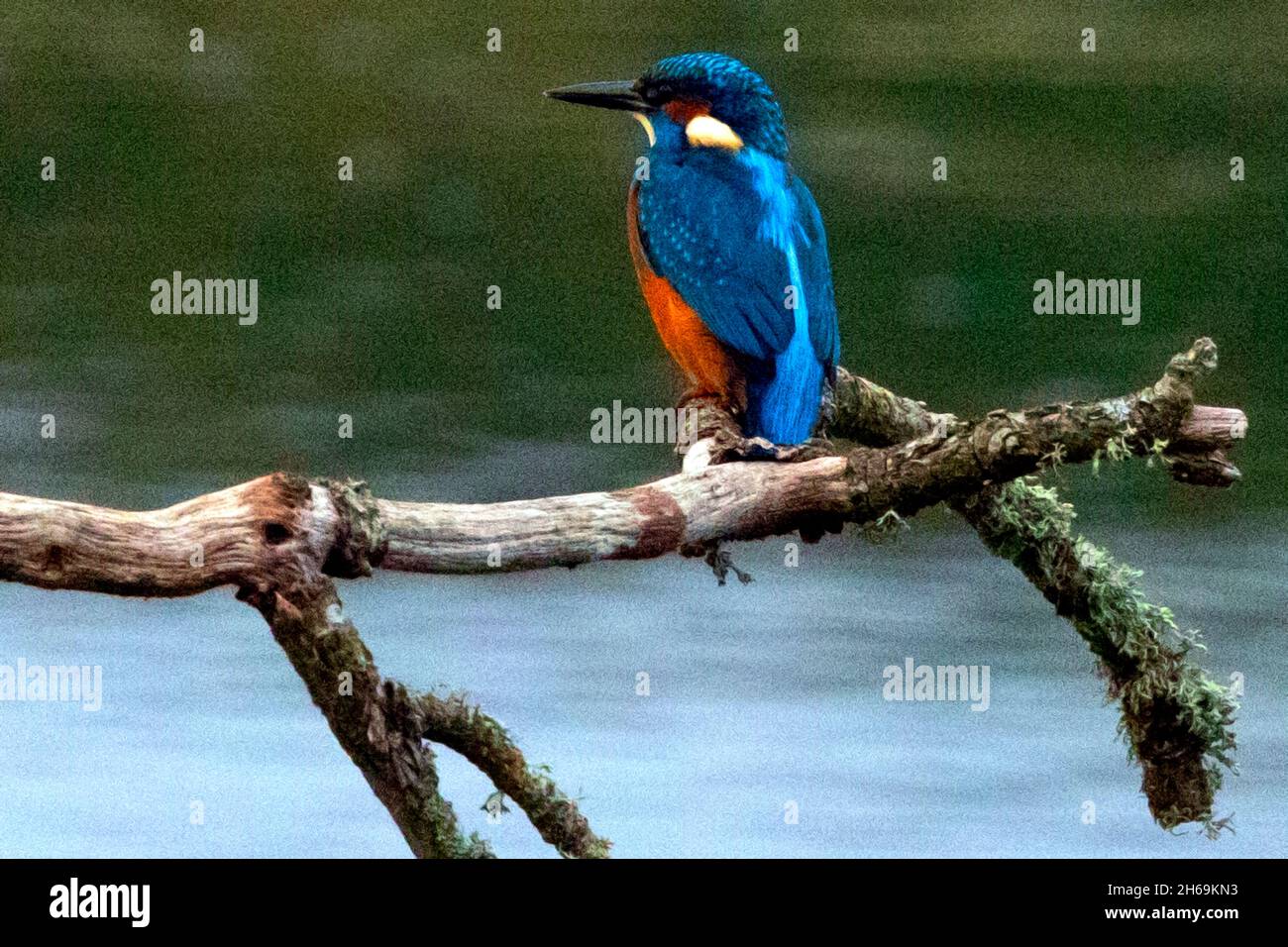 Vogel, Eisvögel, siting, auf, Zweig, Newtown, Natur, Reserve, Isle of Wight, England, VEREINIGTES KÖNIGREICH, Stockfoto