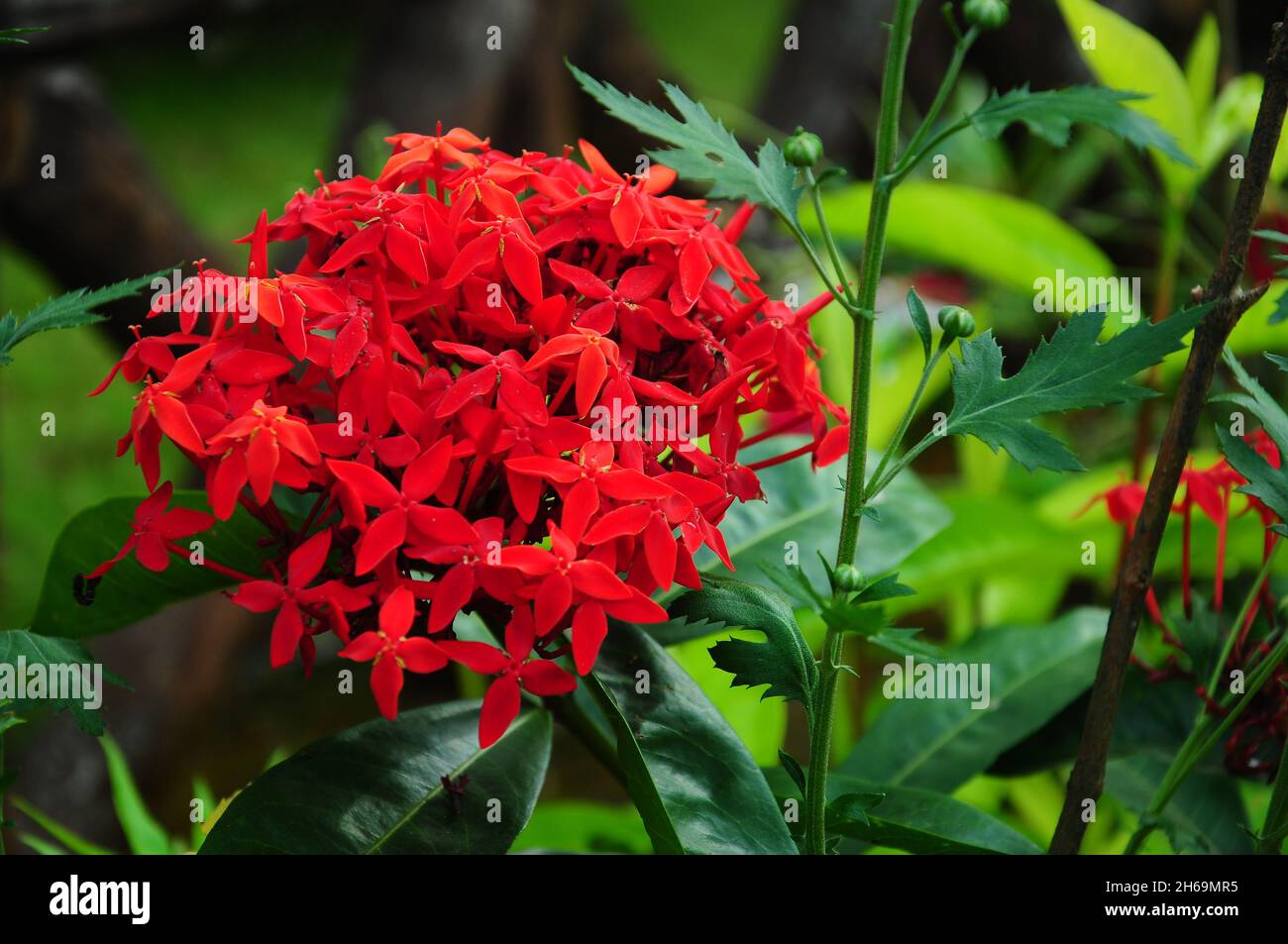 Wunderschöne Blumenfotografie Stockfoto