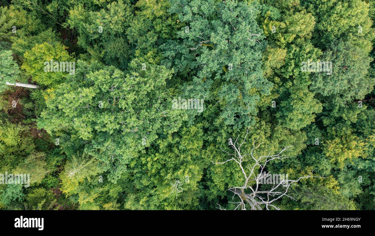 Draufsicht auf gemischten Baumstand mit trockener toter Fichte, die noch steht, Bialowieza Forest, Polen, Europa Stockfoto