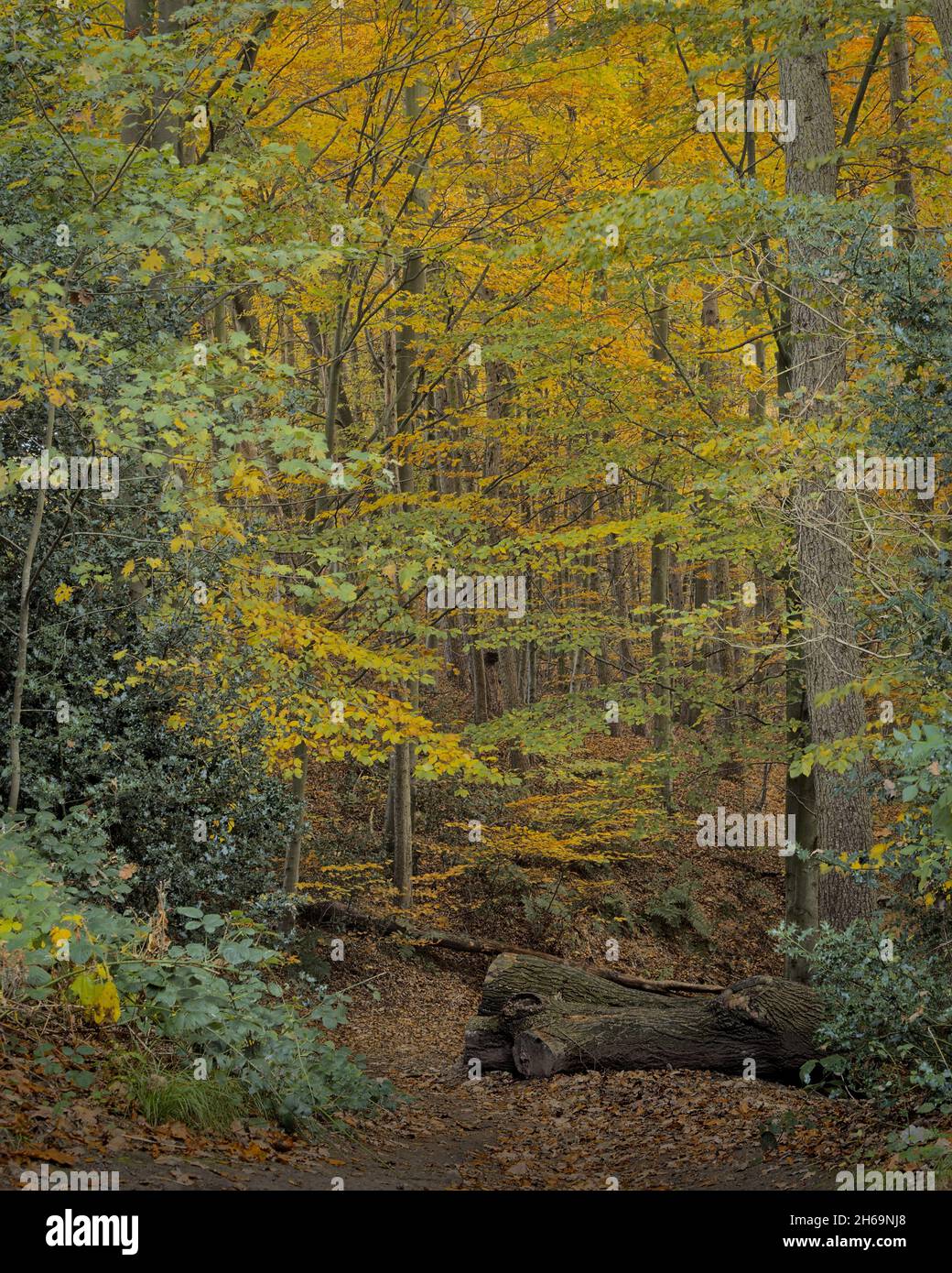 Im Herbst ist es eine ruhige Waldszene, die Blätter haben sich dort gedreht, wo der gefällte Baum liegt, Eckington Woods, Moss Valley, North East Derbyshire. Stockfoto