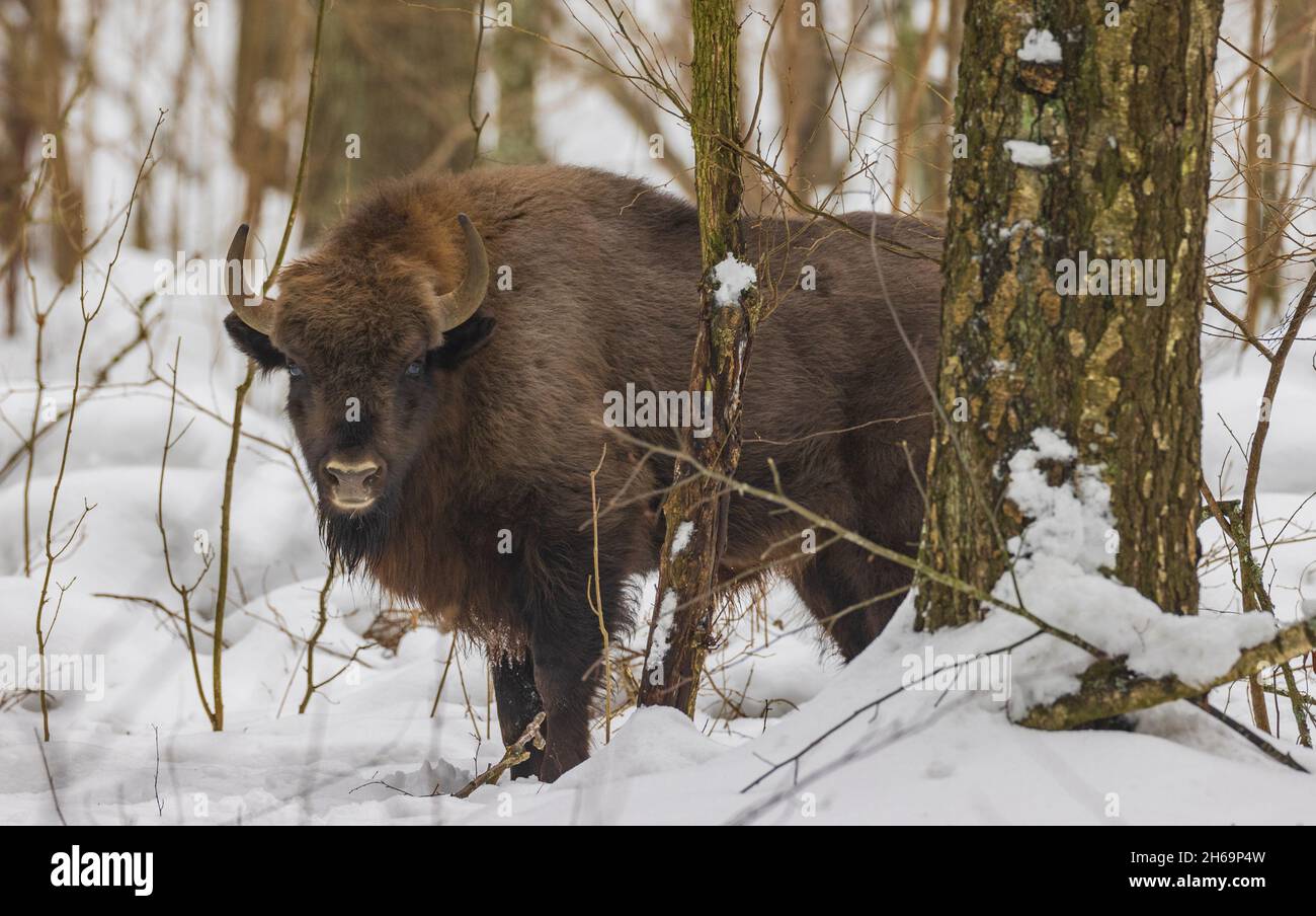 Frei reichende Europäische Bison im Winterwald, Bialowieza-Wald, Polen, Europa Stockfoto