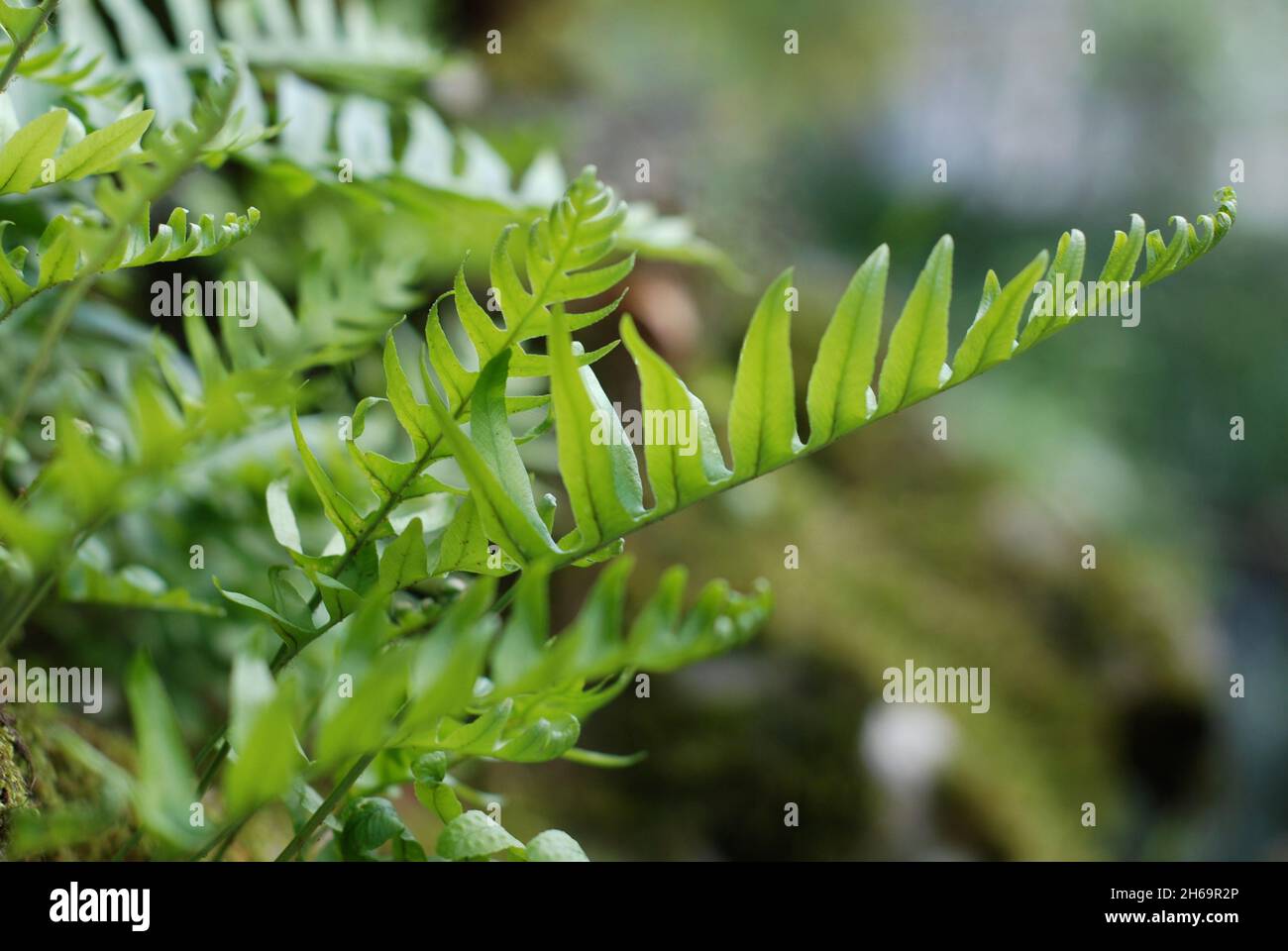 Waldfarn pflanze Fotos und Bildmaterial in hoher Auflösung Alamy