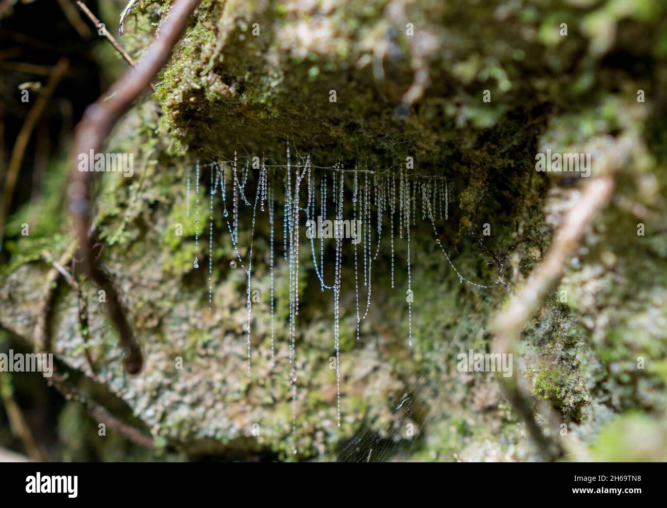 Glühwürmchen (Arachnocampa luminosa) leuchten bei Tageslicht im Waitomo-Wald, Neuseeland Stockfoto