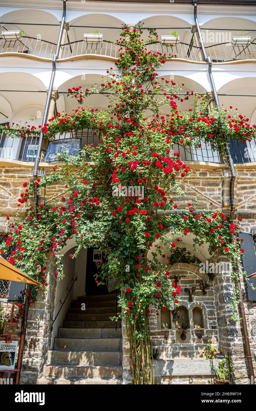 Großer Rosenbusch auf einem Fassadenwandhintergrund. Blühend Kletterrosen Pflanzen über Treppen in Bulgarien. Stockfoto