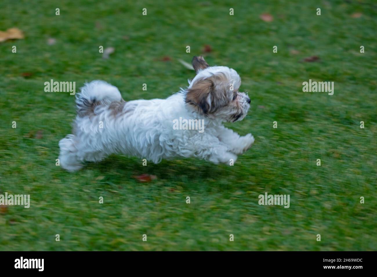 Bolonka Zwetna Spielzeug Hund Welpen laufen entlang Rasen, in-Bewegung Unschärfe, Deutschland Stockfoto