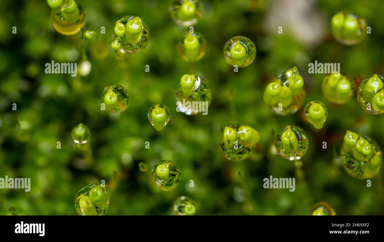 Makroaufnahme der Grünalgen auf Felsen mit Wassertropfen nach dem Regen. Stockfoto