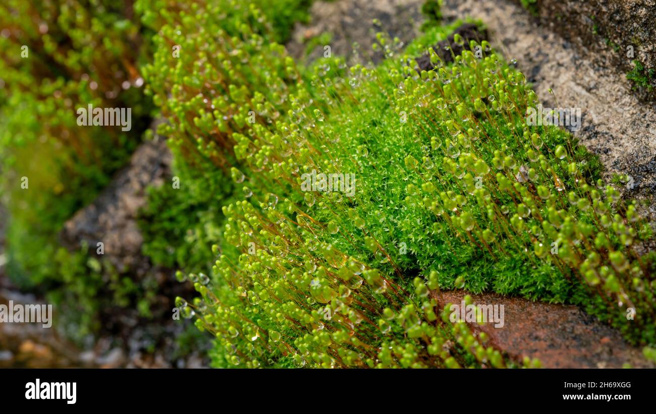 Grüne Algen auf Felsen mit Wasser Tropfen nach dem Regen. Stockfoto