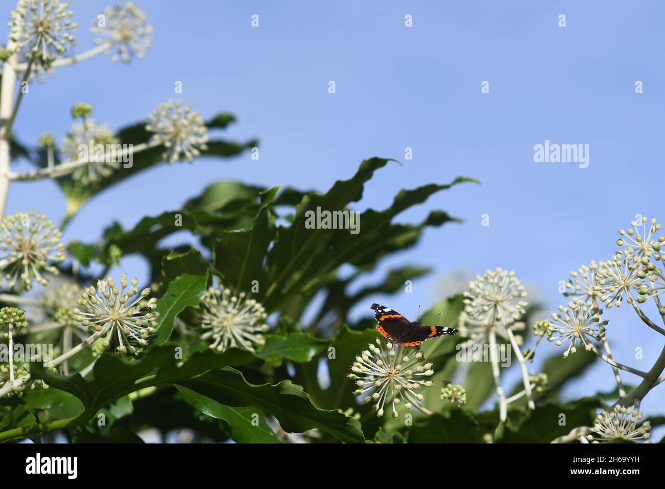 Fatsia japonica in Blüte Stockfoto