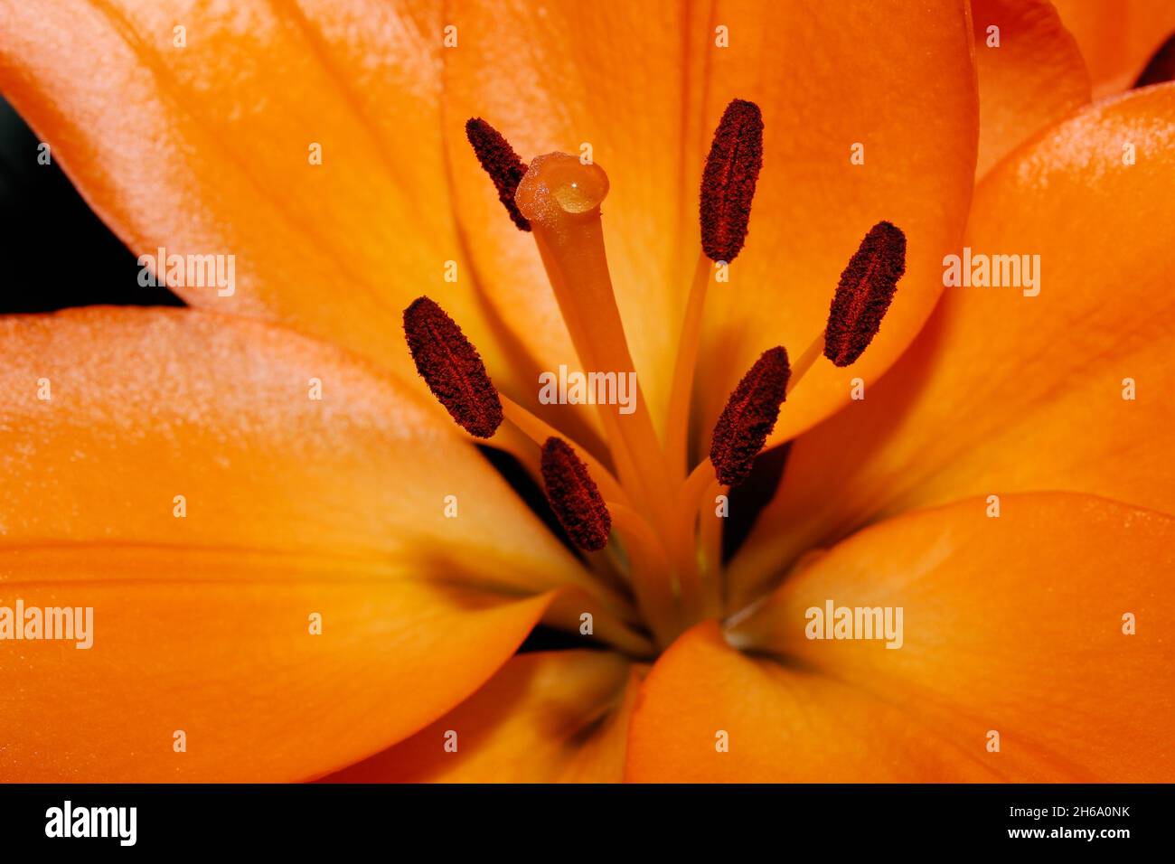 Leuchtend orange Lilie in Blüte Makro, Hervorhebung der Fortpflanzungsstruktur der Blume. Stockfoto