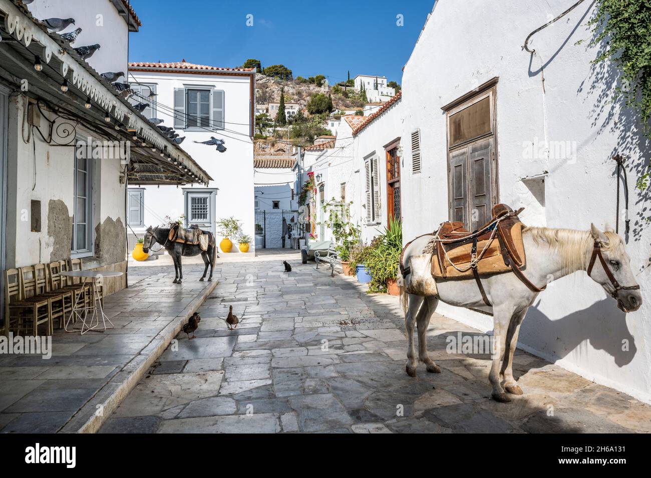 Esel/Maultiere werden als primäres Transportmittel auf Hydra Island verwendet. Stockfoto