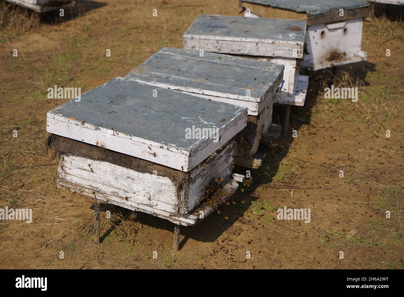 Hochwertiges Bild: Honigbienen auf einem Senffeld (Imkerei) Stockfoto