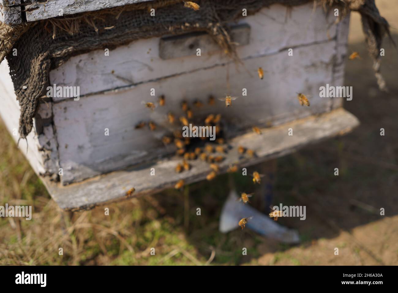 Hochwertiges Bild: Honigbienen auf einem Senffeld (Imkerei) Stockfoto