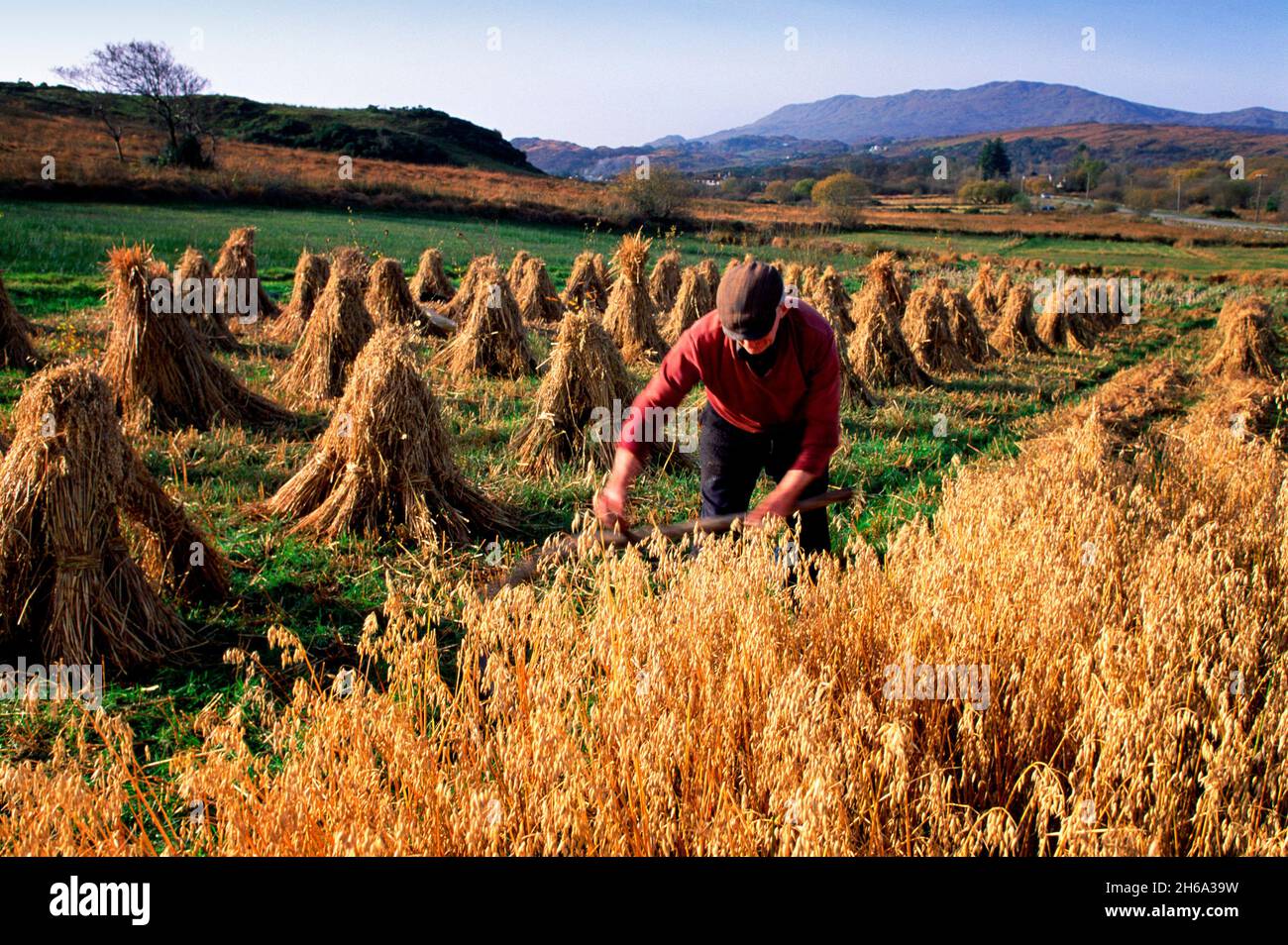 Traditioneller Maisanbau, County Donegal Ireland Stockfoto