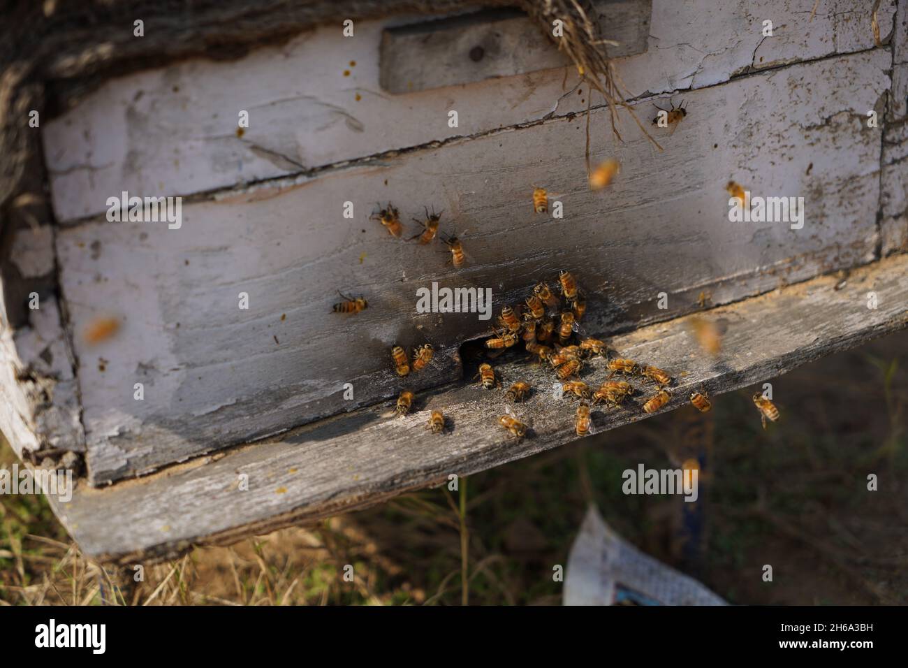 Hochwertiges Bild: Honigbienen auf einem Senffeld (Imkerei) Stockfoto