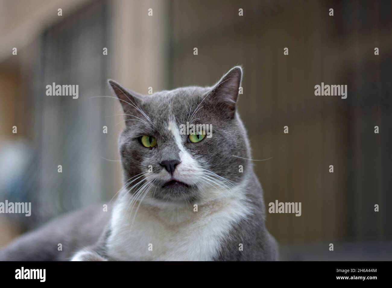 Weiß grau gefärbte Katze auf der Straße Stockfoto