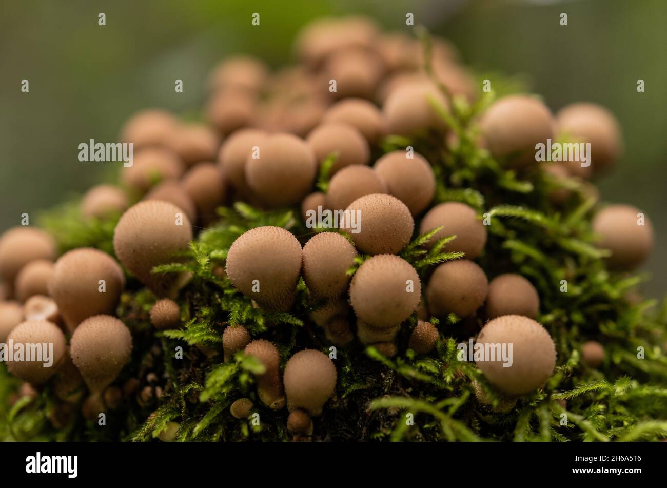 Hunderte von blasenartigen Pilzen auf Einem Felsen im Shenandoah National Park Stockfoto