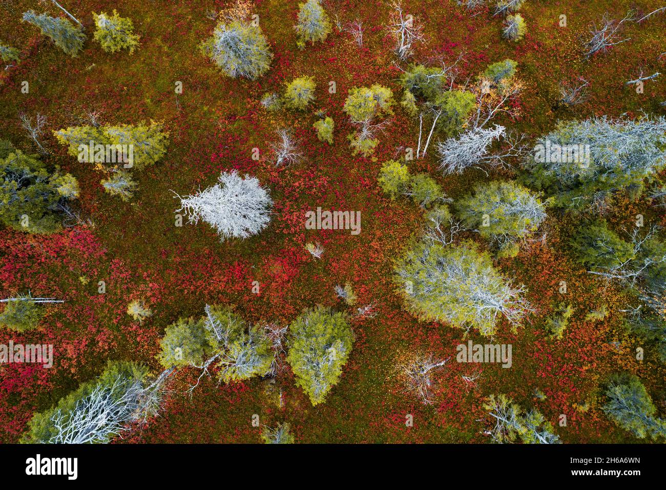 Ein Blick aus der Vogelperspektive auf das bunte Herbstlaub im Riisitunturi-Nationalpark mit wunderschönen Taigawäldern und toten Fichtenbäumen in Nordfinnland. Stockfoto