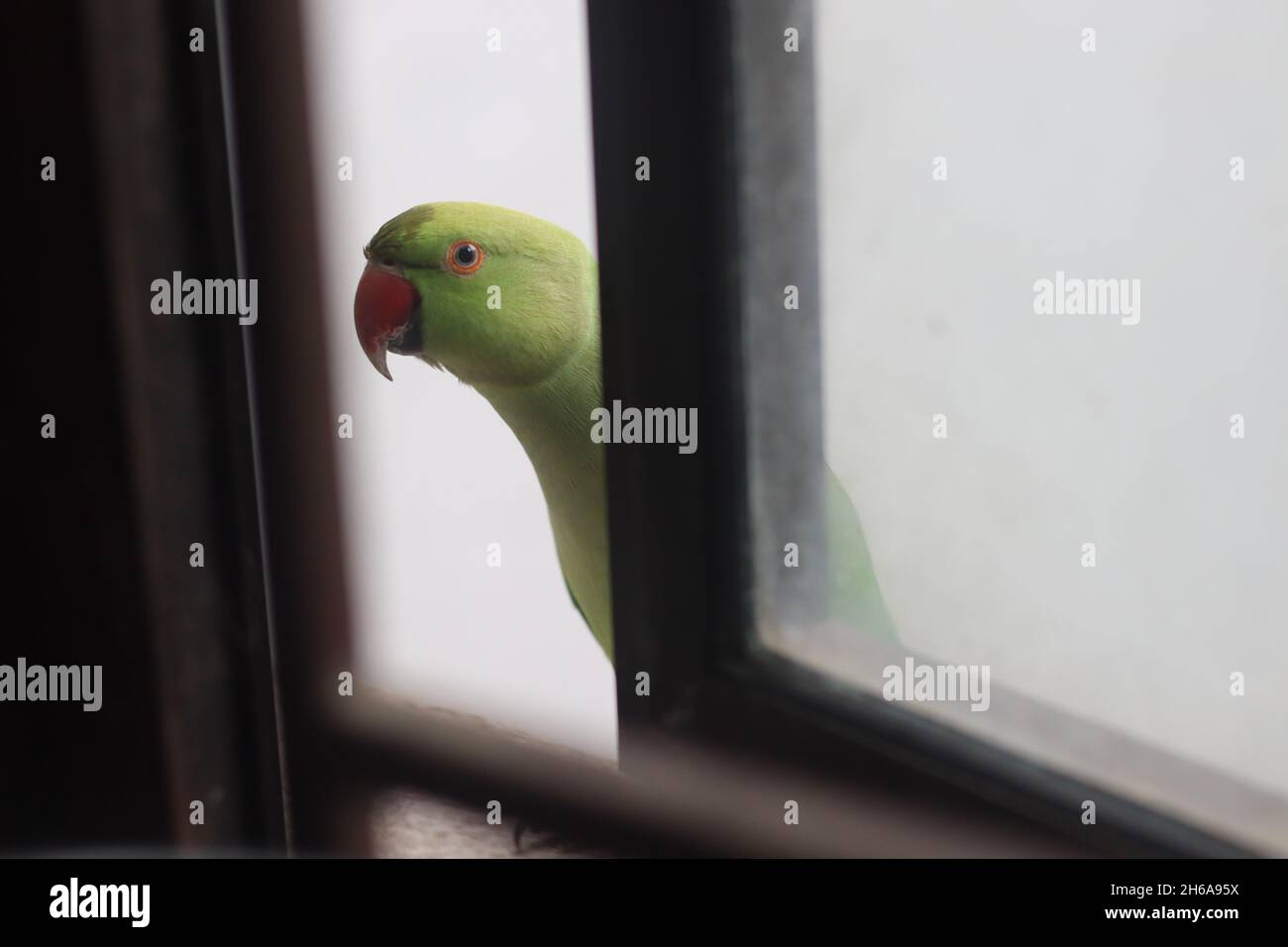 Grüner Indischer Papagei vor dem Küchenfenster, der nach innen nach Nahrung sucht. Stockfoto