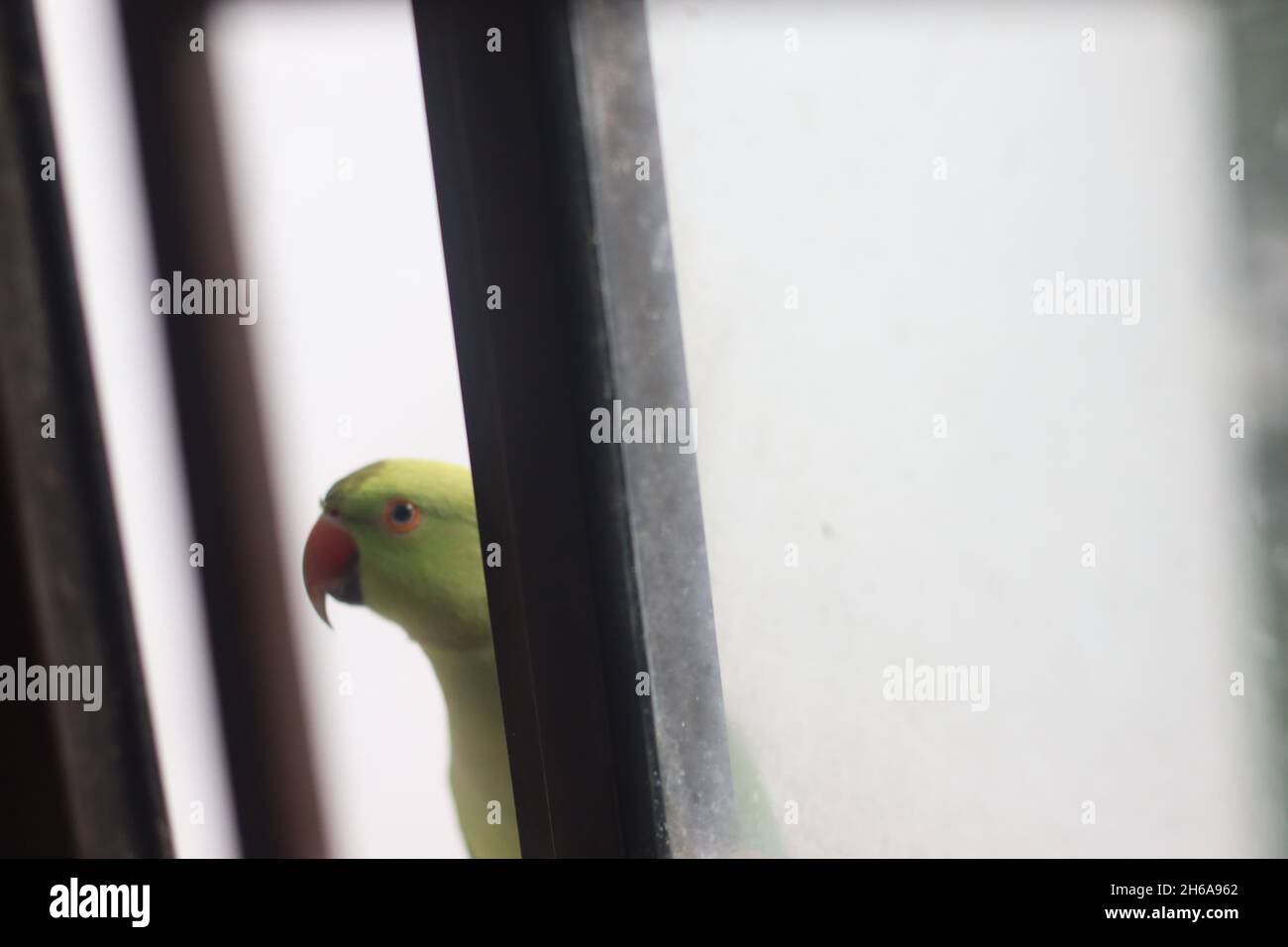 Grüner Indischer Papagei vor dem Küchenfenster, der nach innen nach Nahrung sucht. Stockfoto