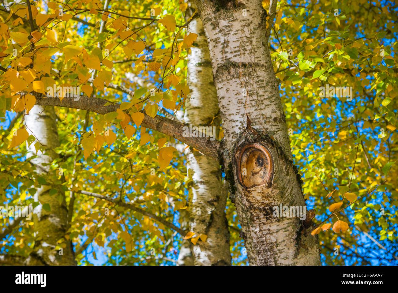 Laubbaum im Herbst. Stockfoto