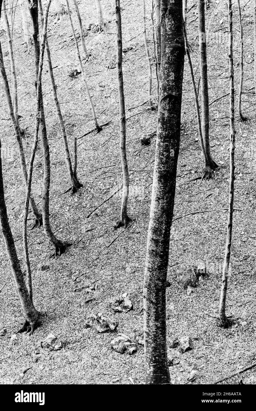 Baumstämme, die auf dem Boden eines Hügels angeordnet sind, wie Haare auf der Haut des Kopfes Stockfoto