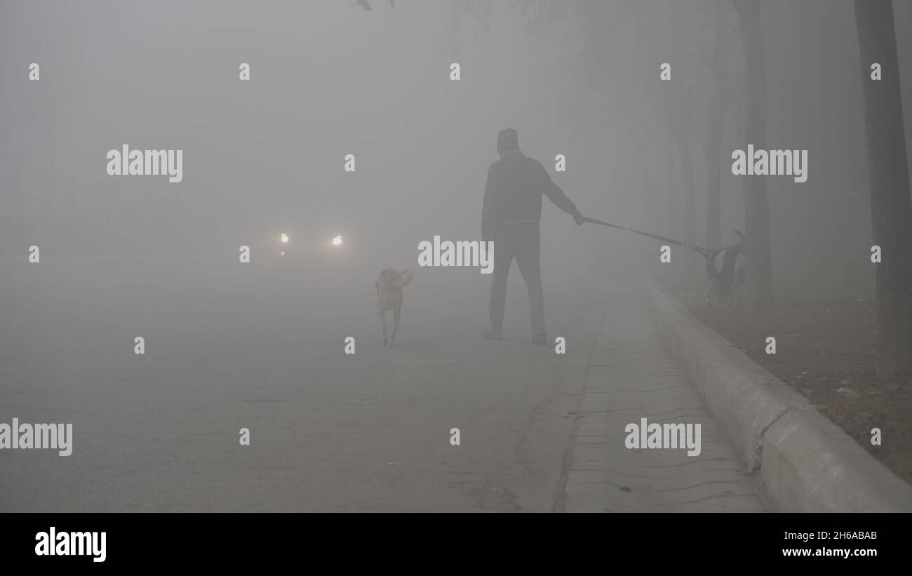 Hochwertiges Bild: Porträt von Street Dog im Winternebel, Blick Eines Street Dog durch den Nebel #Dog #Dogs Stockfoto