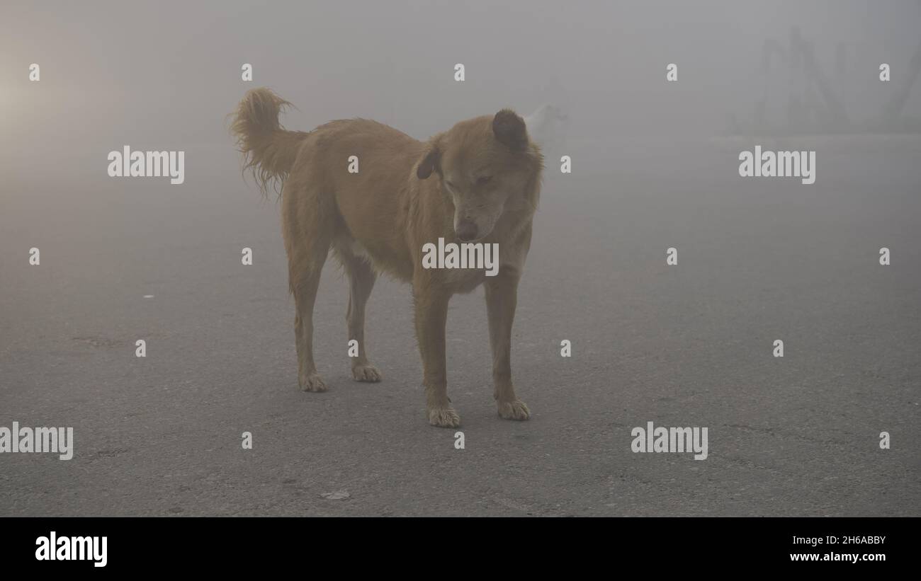 Hochwertiges Bild: Porträt von Street Dog im Winternebel, Blick Eines Street Dog durch den Nebel #Dog #Dogs Stockfoto