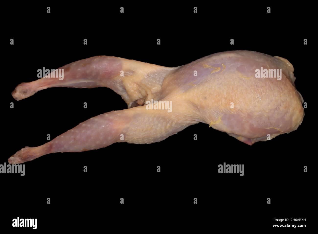 Wachtel (Coturnix Coturnix) oder europäische Wachtel Stockfoto