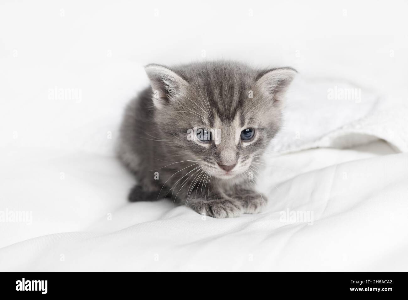 Niedliches kleines graues Kätzchen auf weißem Stoffhintergrund. Stockfoto