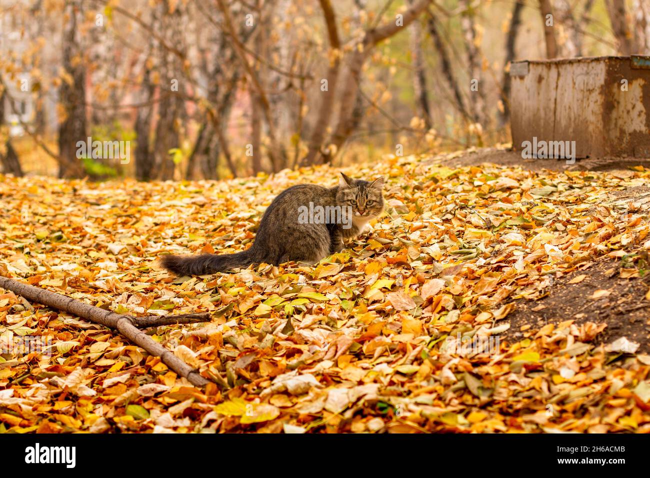 Obdachlose Katze auf herbstlichen Birkenblättern. Stockfoto