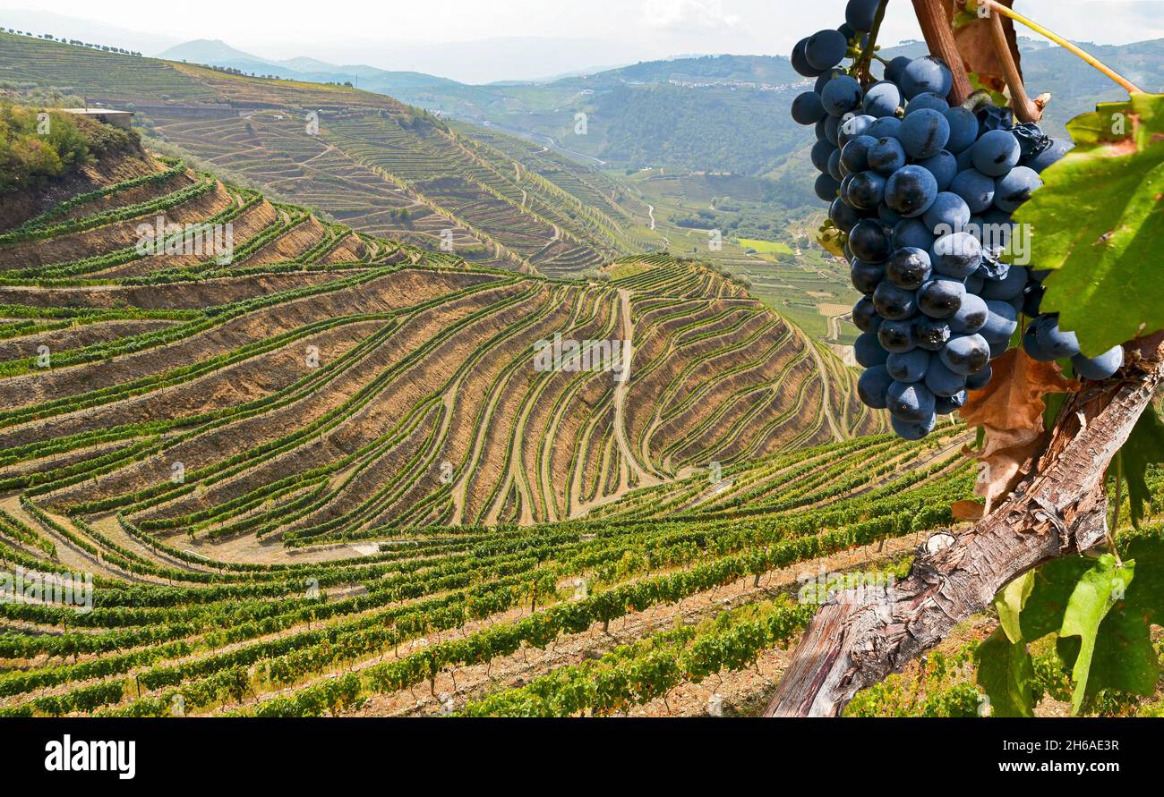 Alte Weinberge mit Rotweintrauben in der Weinregion Dourotal bei Porto, Portugal Europa Stockfoto