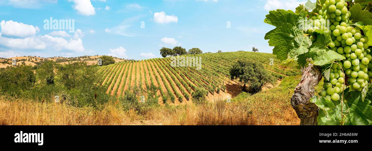 Weinberge mit Weinreben und hügelige toskanische Landschaft in der Nähe von Weingut entlang Chianti Weinstraße in der Sommersonne, Toskana Italien Europa Stockfoto