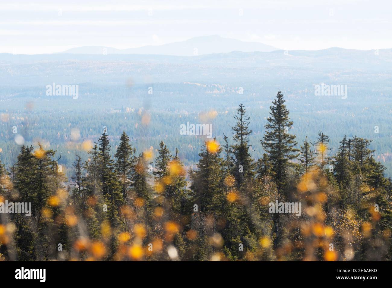 Blick auf den herbstlichen Taigawald mit Hügeln und Bergen, die vom Hügel Valtavaara bei Kuusamo abgeschossen wurden, finnische Natur, Nordeuropa. Stockfoto