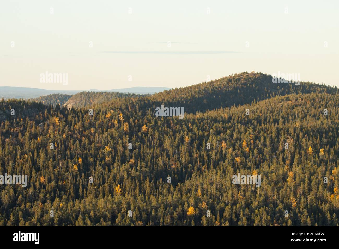 Hauptsächlich Taigawälder aus Nadelholz, die die Hügel von Valtavaara in der Nähe von Kuusamo, Nordfinnland, bedecken. Stockfoto
