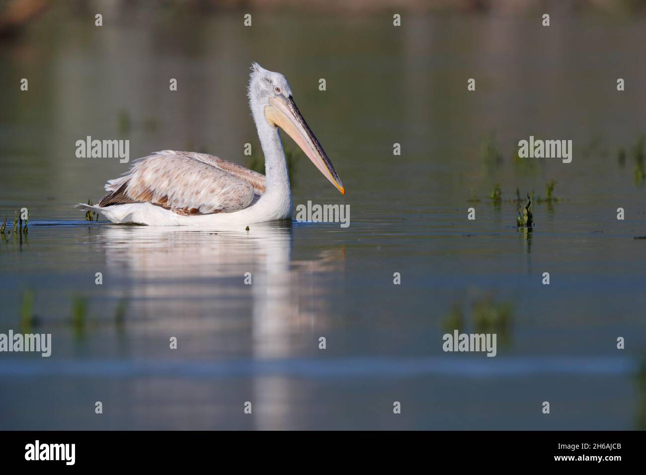 Ein juveniler dalmatinischer Pelikan (Pelecanus crispus), der im Frühling im Kerkini-See in Nordgriechenland schwimmt Stockfoto