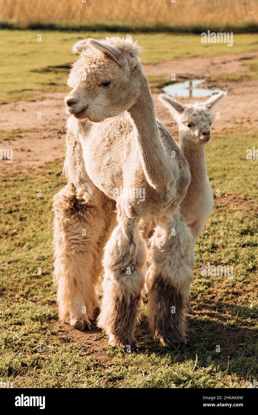 Sehr lustige Alpaka mit Baby-Posen am Sommertag auf dem Bauernhof. Agrarindustrie. Die Schönheit der Natur. Agrotourismus. Natürliche Materialien. Wunderschöne Tiere. Stockfoto