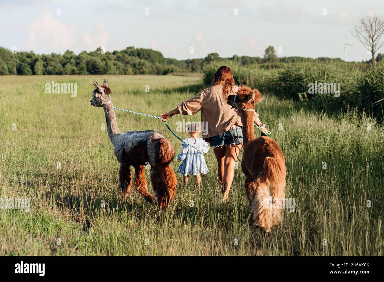 Junge Farmbesitzerin mit kleiner Tochter führt Alpakas durch Feld auf ihrem Bauernhof. Agrarindustrie. Agrotourismus. Konzept der Verwendung von natürlichen Materialien Stockfoto